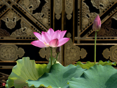 Питомник glorious lotus