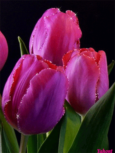 pink-sparkling-flowers-081915.gif